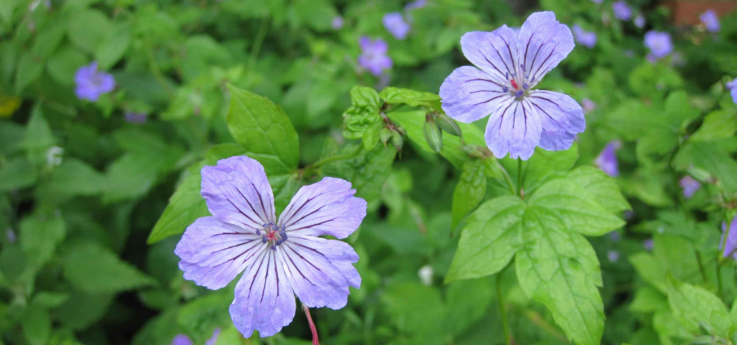 The best hardy geraniums for shade