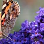 Which butterfly bush to choose?