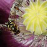 How to build an insect hotel ? : a tutorial