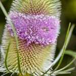 Biennial plants: everything you always wanted to know!