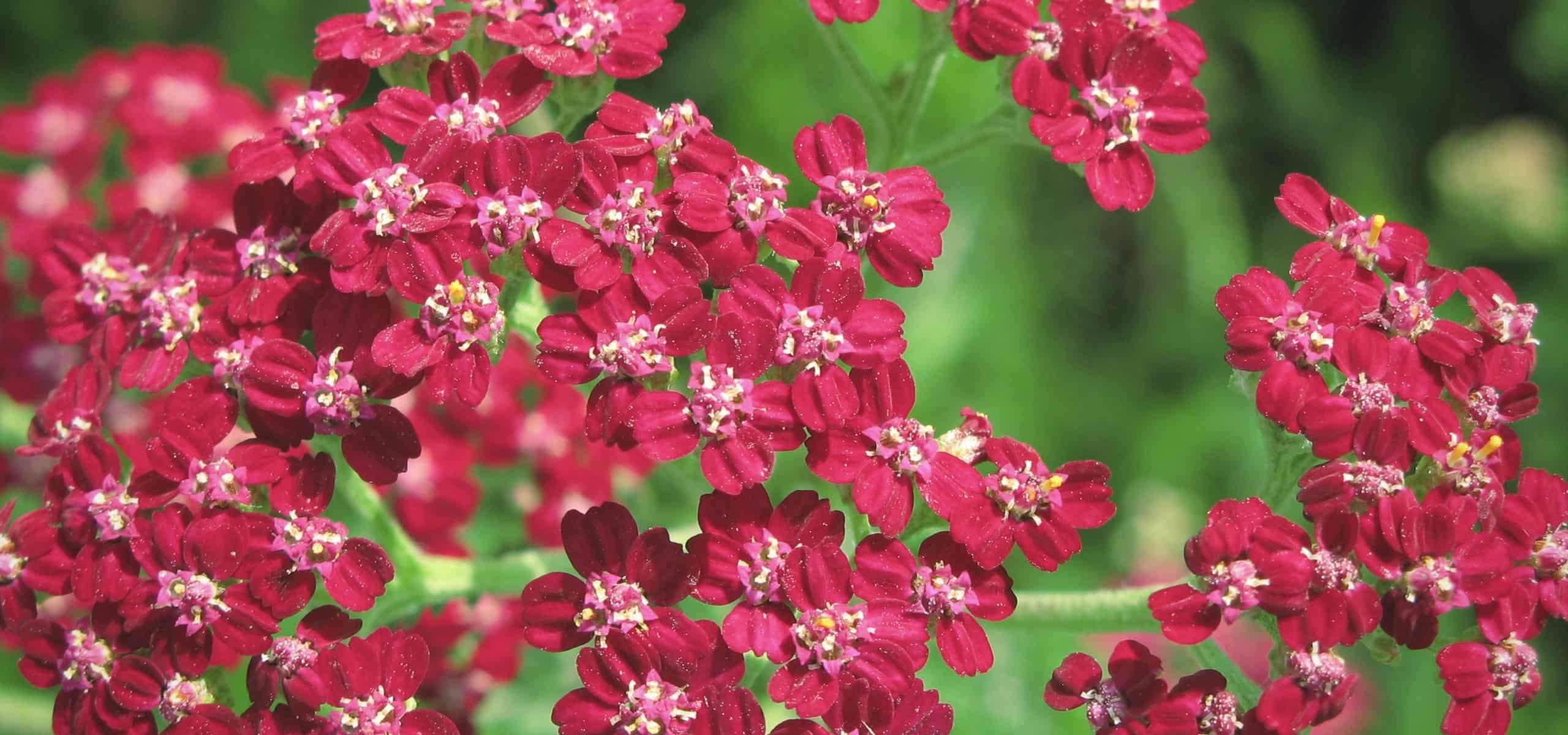 Achillea: 7 successful companion planting ideas