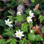 Wood anemone: succeed in its planting