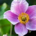 Japanese anemones: 8 ideas for successful combinations