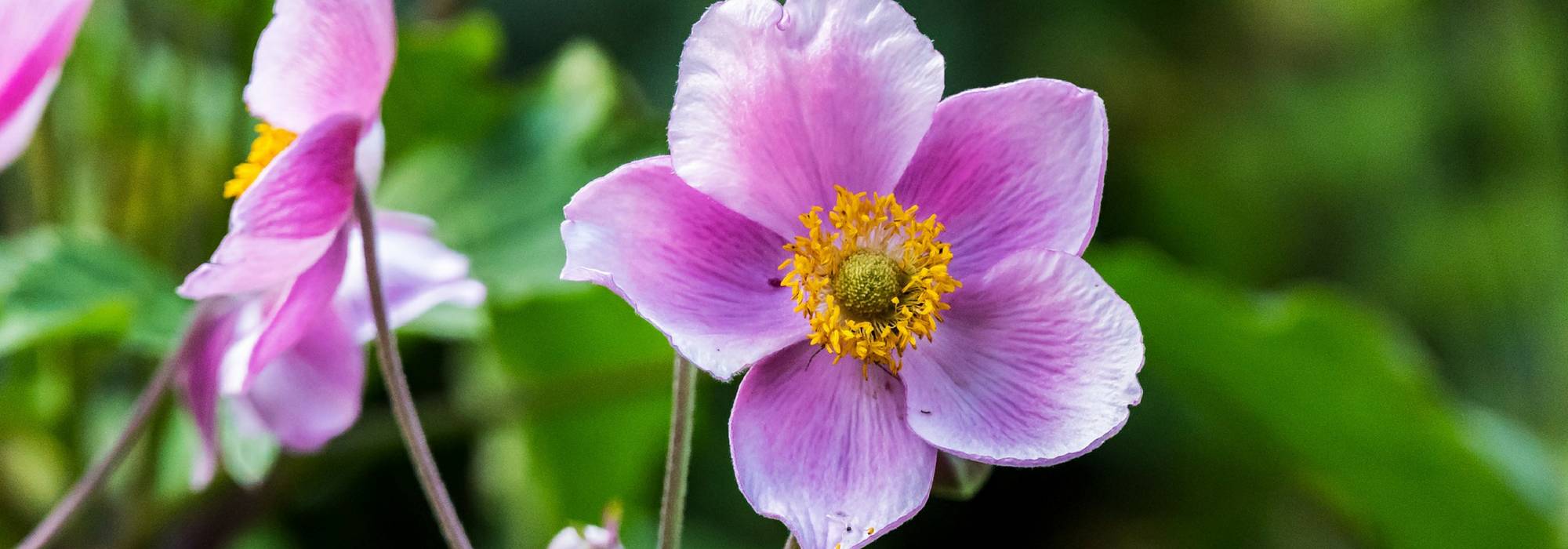 Japanese anemones: 8 ideas for successful combinations