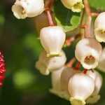 Strawberry tree, Arbutus: planting, pruning and care