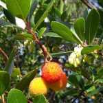 Arbutus: diseases and treatments