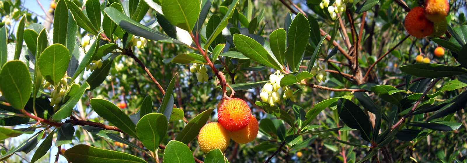Arbutus: diseases and treatments
