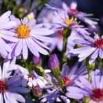 10 ideas to combine asters