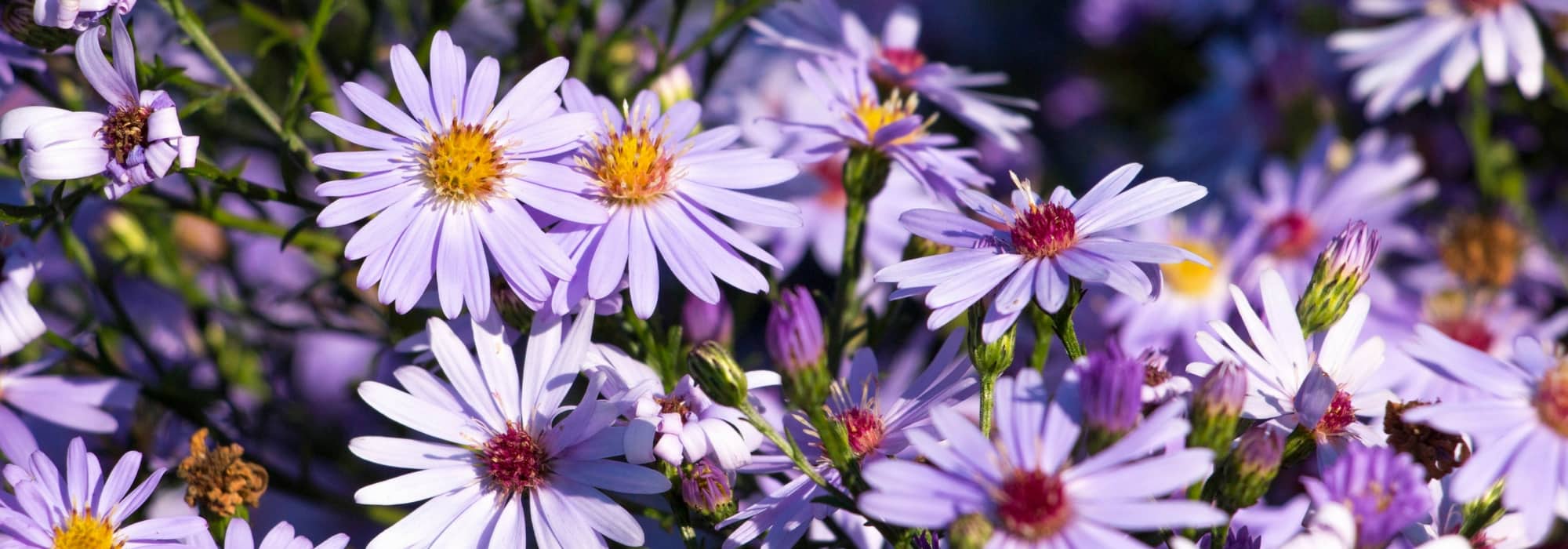 10 ideas to combine asters