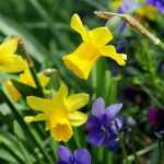 Narcissus or daffodil: 8 ideas for associations