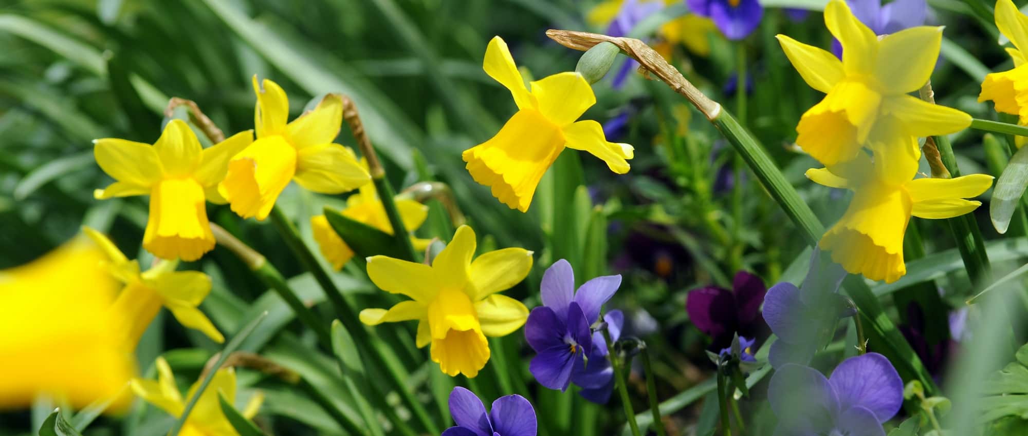 Narcissus or daffodil: 8 ideas for associations