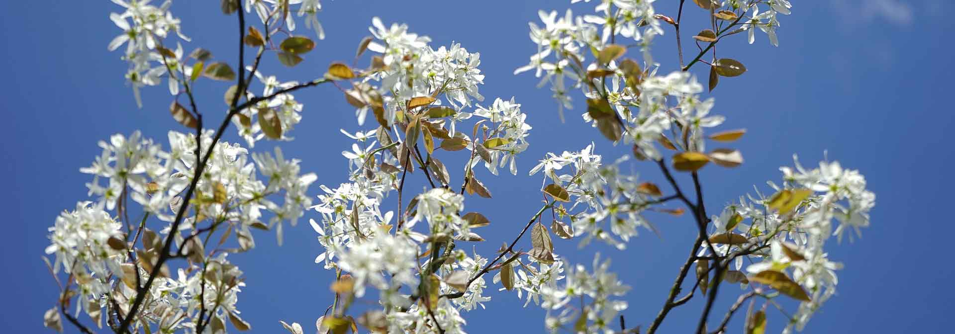 Amelanchier: planting, pruning, growing