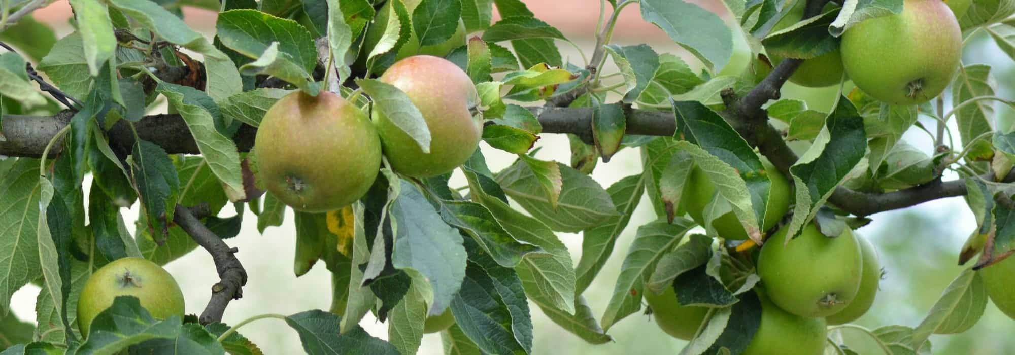 Dwarf fruit trees