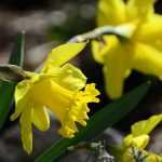 Narcissus or daffodil: planting and care