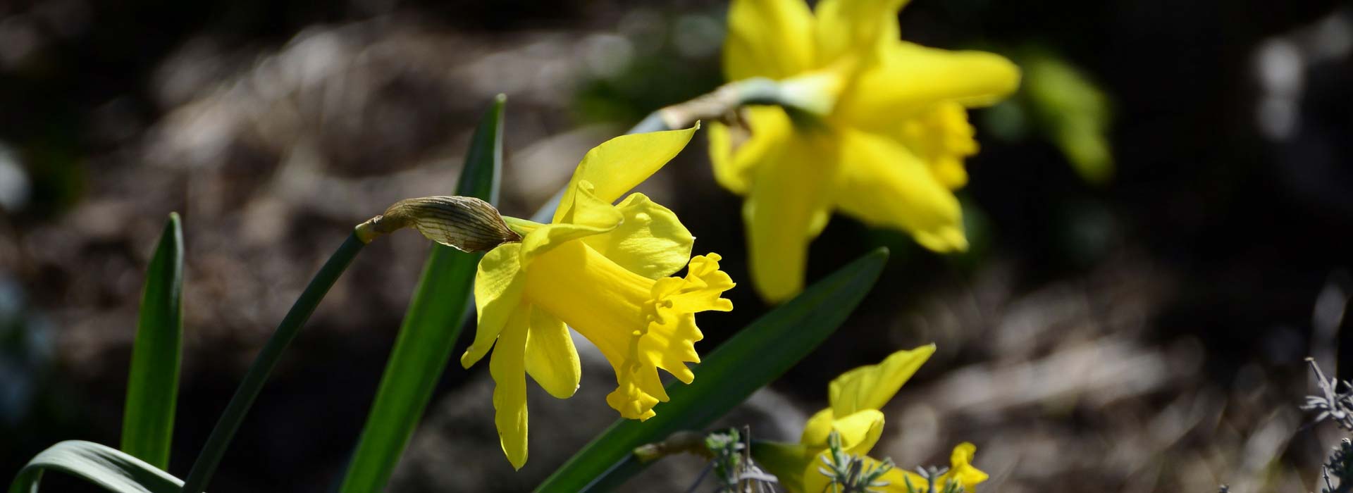 Narcissus or daffodil: planting and care