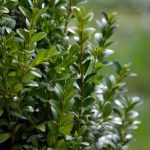 Which shrubs to replace boxwood?