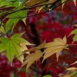 Japanese maples: diseases and pests