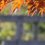 Japanese maples: 9 successful pairing ideas