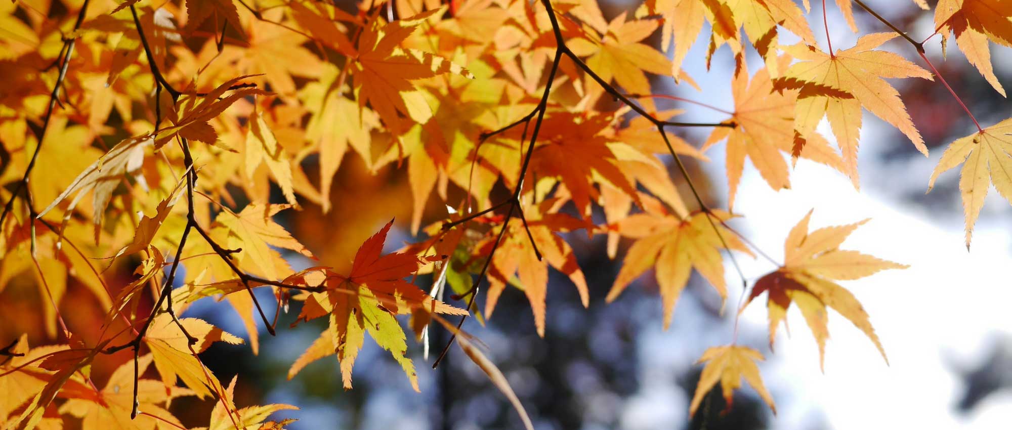 Japanese maple: planting, pruning and care