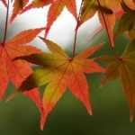Complete guide to successfully planting and take care of Japanese maple