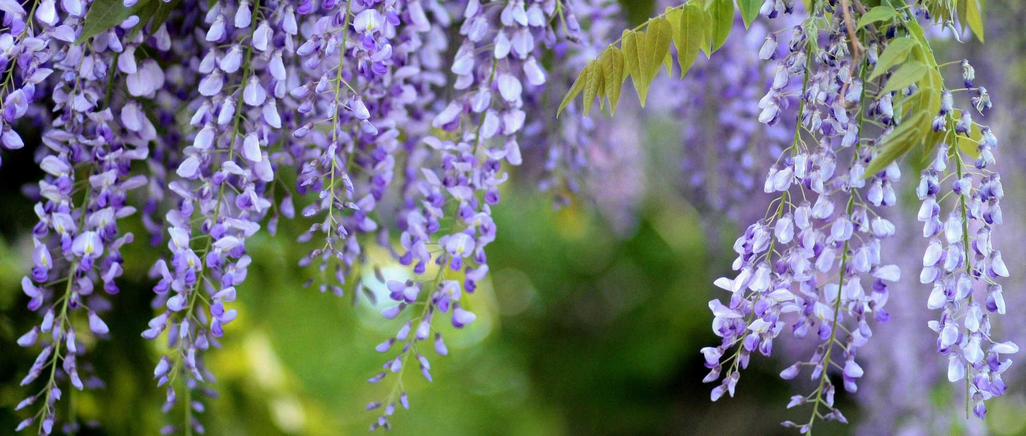Wisteria: how to train and prune it?