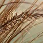 Grasses: which variety to choose?