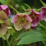 Hellebores: 7 successful pairing ideas