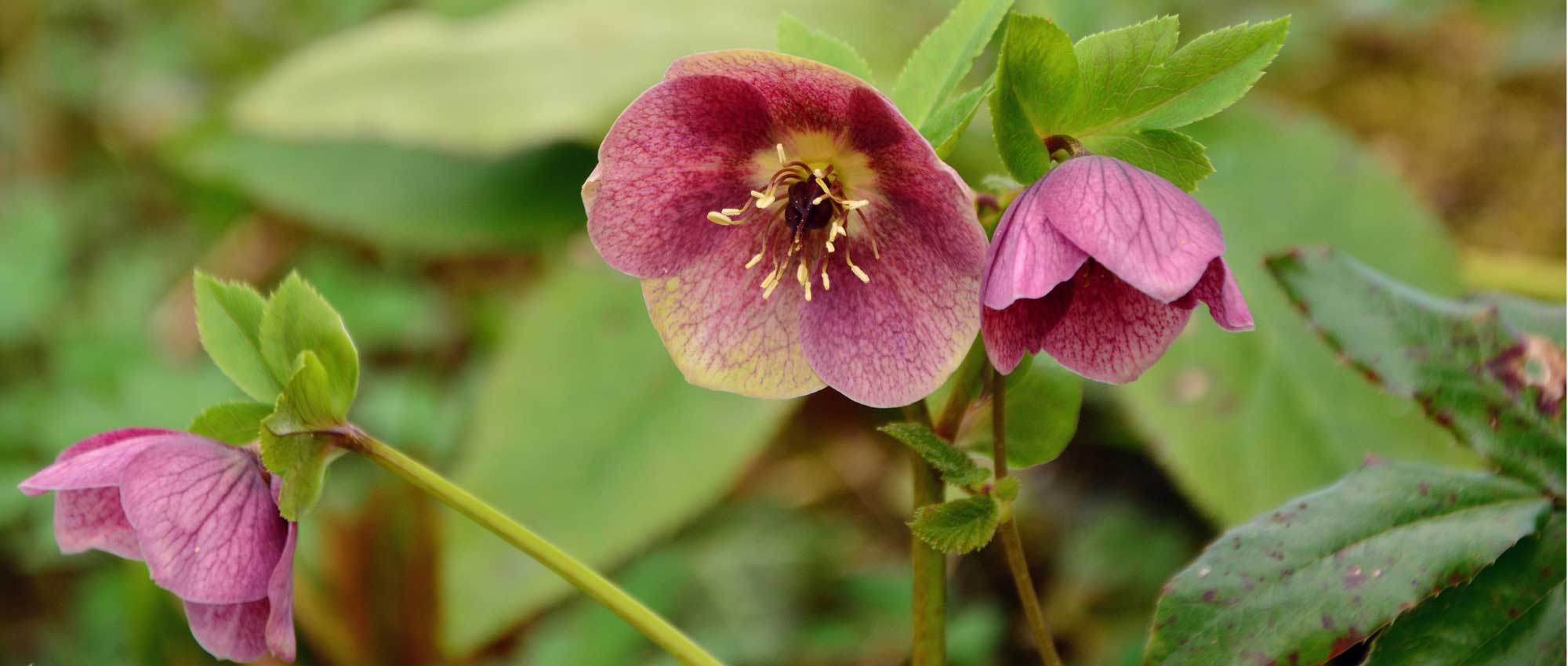 Hellebore or Christmas rose: which variety to choose?