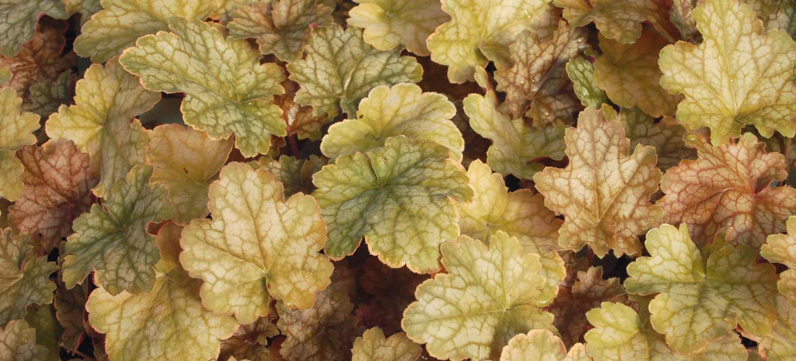 The bronze-orange foliage of Heuchera 'Ginger Ale'