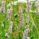 Persicarias or knotweeds: 10 ideas for successful combinations