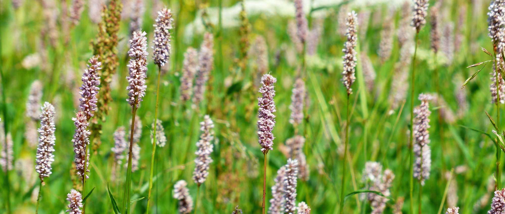 Persicarias or knotweeds: 10 ideas for successful combinations