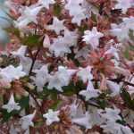 Abelia: planting, pruning and care