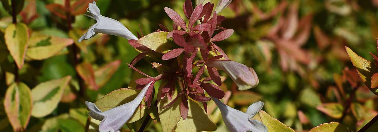 Abelia: planting, growing tips, pruning, care