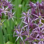 Allium: 9 successful pairing ideas
