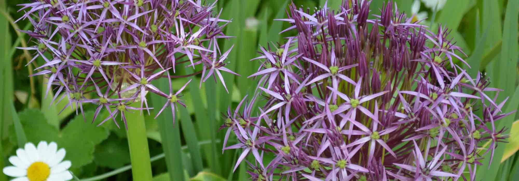 Allium: 9 successful pairing ideas
