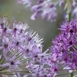 Allium, ornamental garlic: which varieties to choose?
