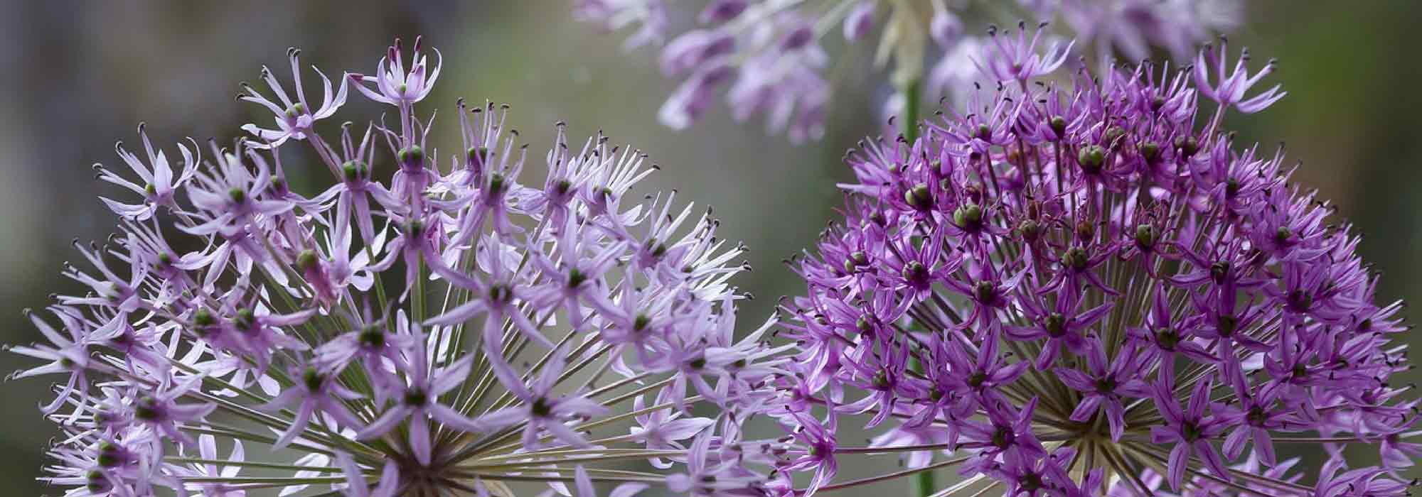 Allium, ornamental garlic: which varieties to choose?