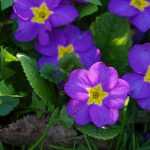 Primroses: 7 ideas for garden companions
