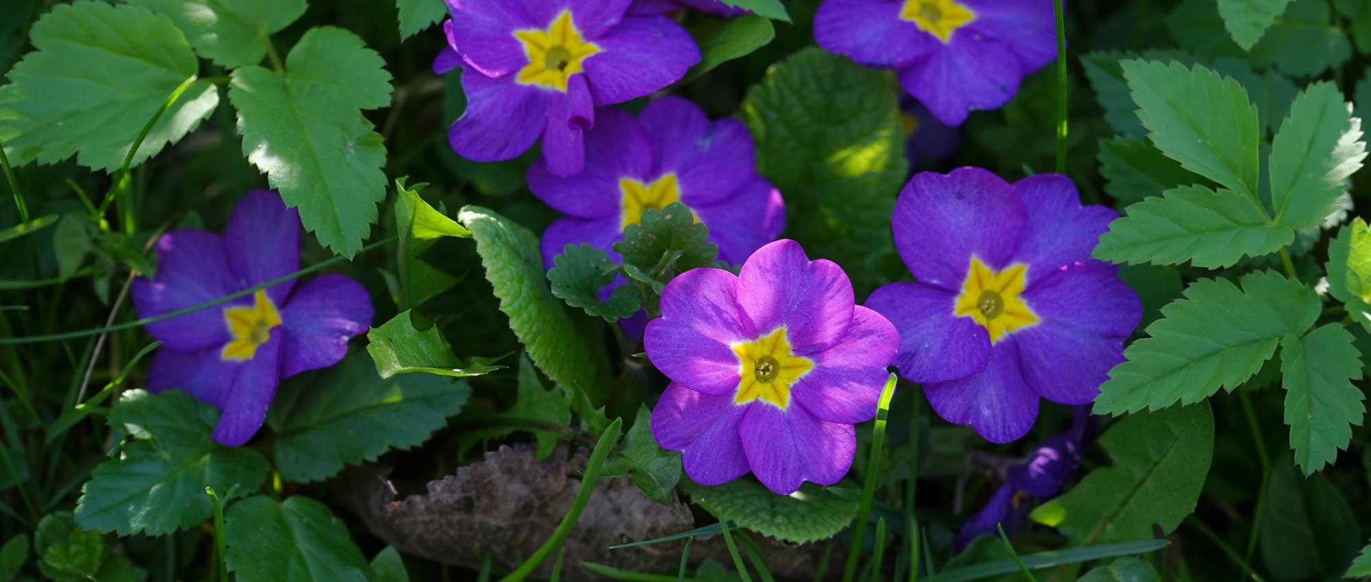 Primroses: 7 ideas for garden companions