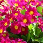 Primroses: which variety to choose?