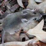 How to protect bulbs from rodents?