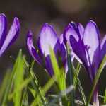 Which crocuses to choose and how to combine them in the garden?
