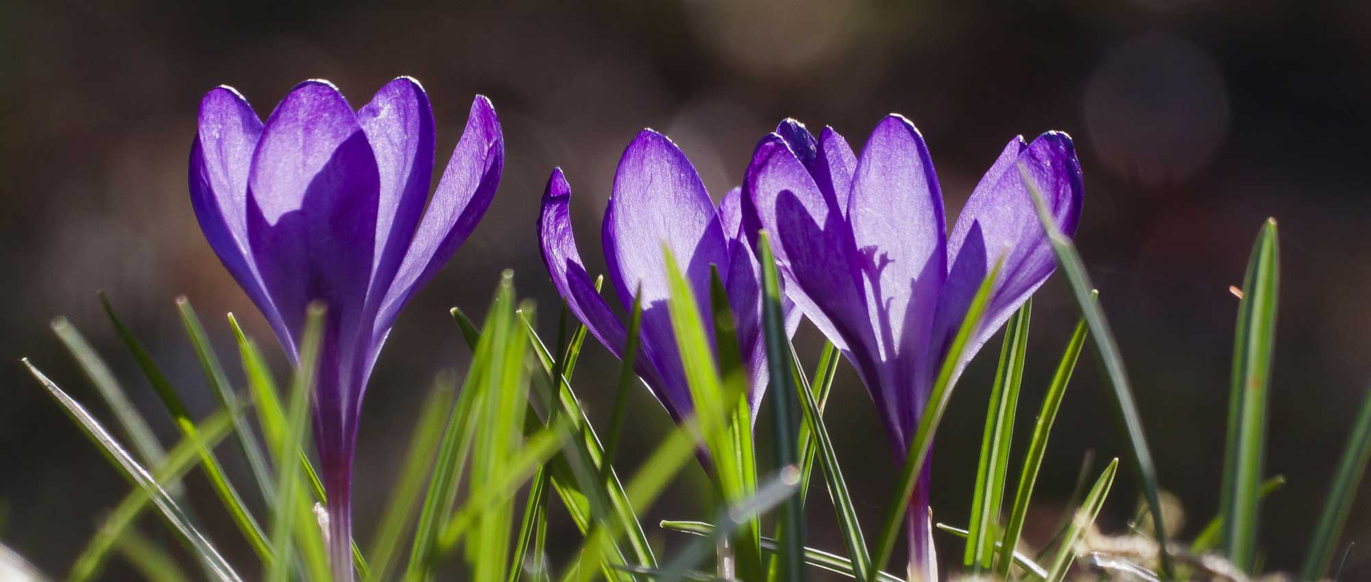 Which crocuses to choose and how to combine them in the garden?