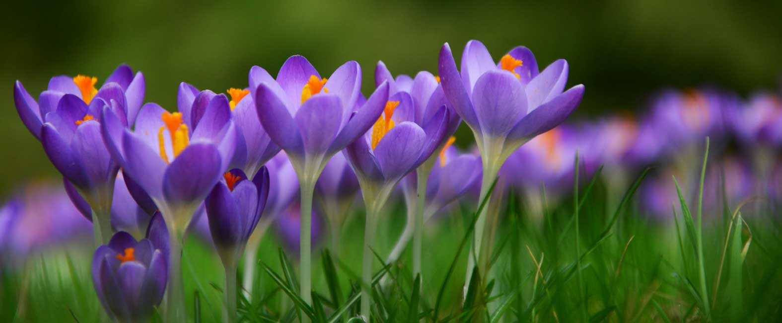 Spring Crocus Flowering