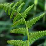 Ferns: 9 easy association ideas to succeed!