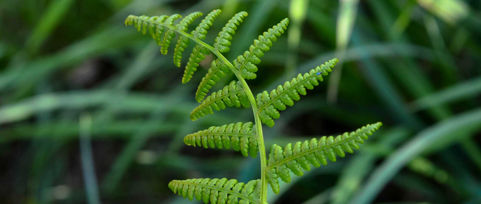 Ferns: 9 easy association ideas to succeed!