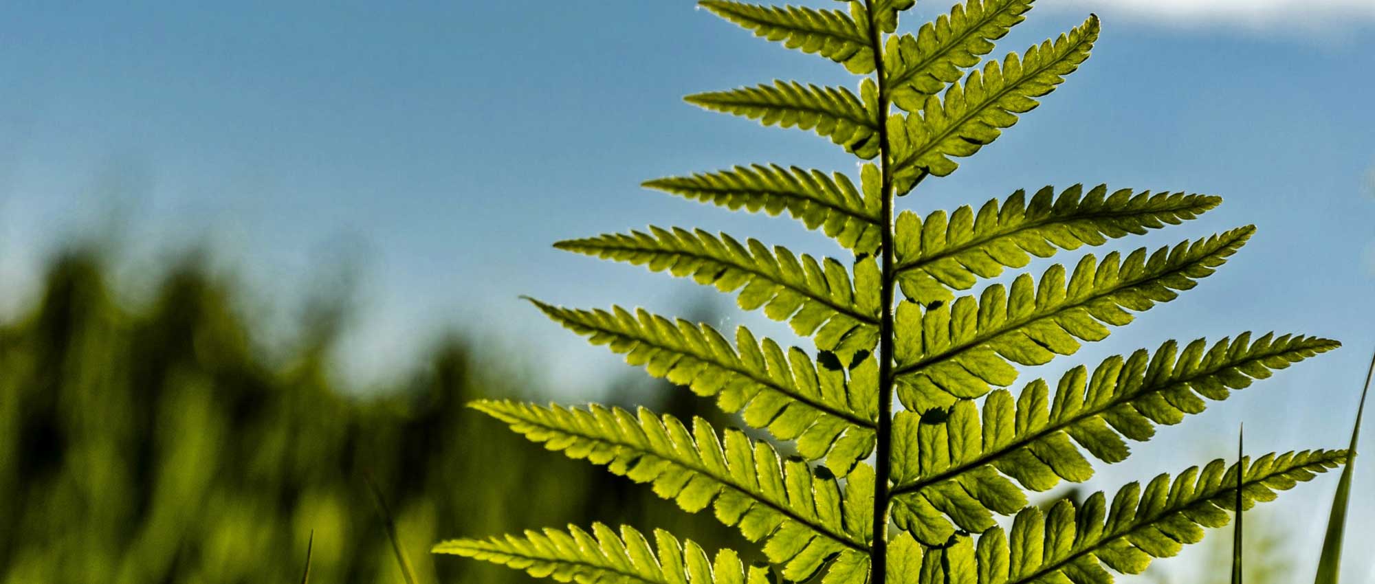 Ferns: how to choose them?