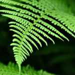 How to sow fern spores?