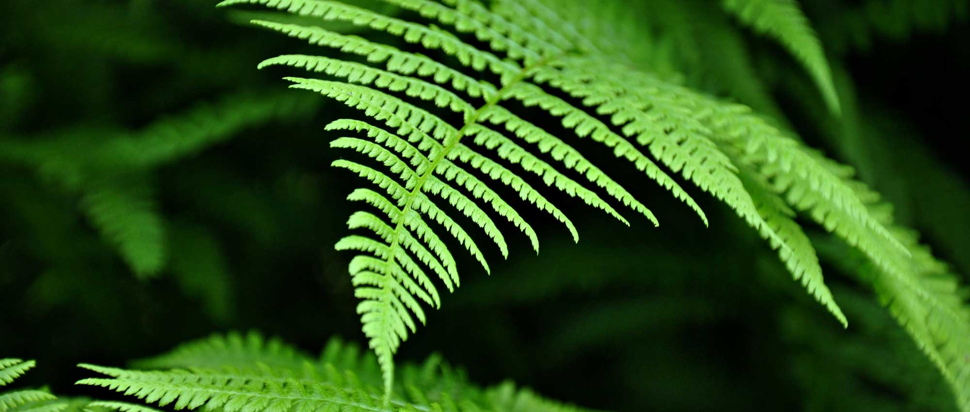 How to sow fern spores?