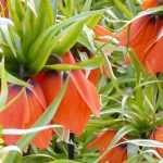 Fritillary: planting, cultivation, maintenance